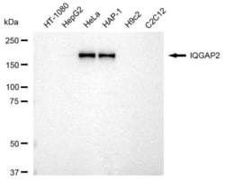 Invitrogen IQGAP2 Recombinant Rabbit Monoclonal Antibody (23GB2015):Antibodies:Primary