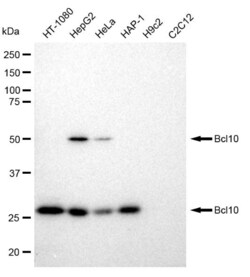 Invitrogen BCL-10 Recombinant Rabbit Monoclonal Antibody (23GB1210), Invitrogen