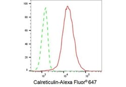 Invitrogen Calreticulin Recombinant Rabbit Monoclonal Antibody (23GB700),