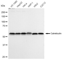 Invitrogen Calreticulin Recombinant Rabbit Monoclonal Antibody (23GB700),