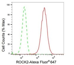 Invitrogen ROCK2 Recombinant Rabbit Monoclonal Antibody (23GB2030), Invitrogen