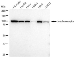 Invitrogen INSR Recombinant Rabbit Monoclonal Antibody (23GB2050), Invitrogen