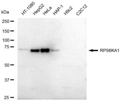 Invitrogen RSK1 Recombinant Rabbit Monoclonal Antibody (23GB2080), Invitrogen