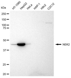 Invitrogen NEK2 Recombinant Rabbit Monoclonal Antibody (23GB2085), Invitrogen