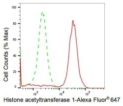 Invitrogen HAT1 Recombinant Rabbit Monoclonal Antibody (23GB2090), Invitrogen