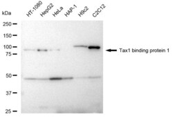 Invitrogen TAX1BP1 Recombinant Rabbit Monoclonal Antibody (23GB2100), Invitrogen