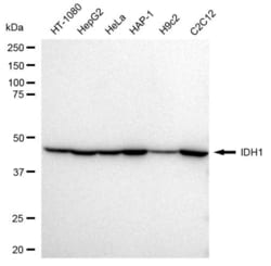 Invitrogen IDH1 Recombinant Rabbit Monoclonal Antibody (23GB2105), Invitrogen