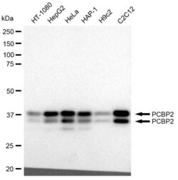 Invitrogen PCBP2 Recombinant Rabbit Monoclonal Antibody (23GB2110), Invitrogen