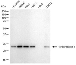 Invitrogen PRDX1 Recombinant Rabbit Monoclonal Antibody (23GB2120), Invitrogen
