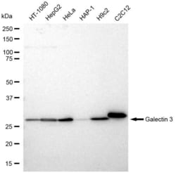 Invitrogen Galectin 3 Recombinant Rabbit Monoclonal Antibody (23GB2130), Invitrogen 100 &mu;L | Buy Online | Invitrogen&trade; | Fisher Scientific
