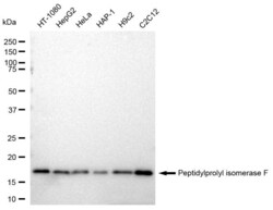 Invitrogen Cyclophilin F Recombinant Rabbit Monoclonal Antibody (23GB2140),