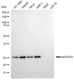 Invitrogen NDUFS3 Recombinant Rabbit Monoclonal Antibody (23GB2145), Invitrogen
