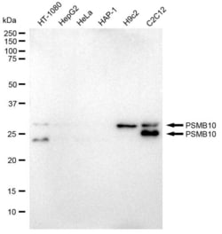 Invitrogen PSMB10 Recombinant Rabbit Monoclonal Antibody (23GB2165), Invitrogen
