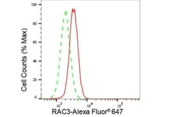 Invitrogen RAC3 Recombinant Rabbit Monoclonal Antibody (23GB2175), Invitrogen