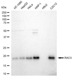Invitrogen RAC3 Recombinant Rabbit Monoclonal Antibody (23GB2175), Invitrogen