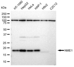 Invitrogen NME1 Recombinant Rabbit Monoclonal Antibody (23GB2180), Invitrogen