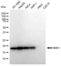 Invitrogen NME1 Recombinant Rabbit Monoclonal Antibody (23GB2195), Invitrogen