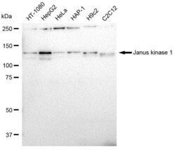 Invitrogen JAK1 Recombinant Rabbit Monoclonal Antibody (23GB2245), Invitrogen