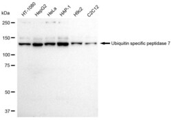 Invitrogen USP7 Recombinant Rabbit Monoclonal Antibody (23GB2250), Invitrogen