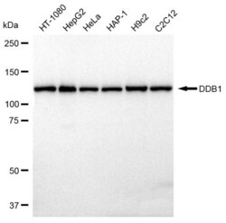 Invitrogen DDB1 Recombinant Rabbit Monoclonal Antibody (23GB2265), Invitrogen
