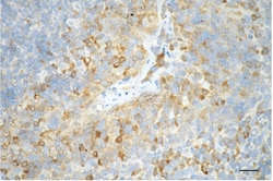 Invitrogen Caspase 3 Recombinant Rabbit Monoclonal Antibody (23GB2280),