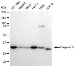 Invitrogen Caspase 3 Recombinant Rabbit Monoclonal Antibody (23GB2280),