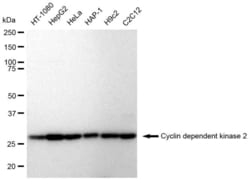 Invitrogen CDK2 Recombinant Rabbit Monoclonal Antibody (23GB2295):Antibodies:Primary