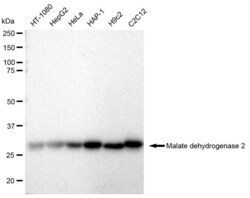 Invitrogen MDH2 Recombinant Rabbit Monoclonal Antibody (23GB2325), Invitrogen
