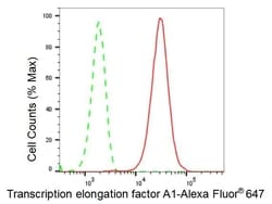 Invitrogen TCEA1 Recombinant Rabbit Monoclonal Antibody (23GB2335), Invitrogen