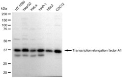 Invitrogen TCEA1 Recombinant Rabbit Monoclonal Antibody (23GB2335), Invitrogen