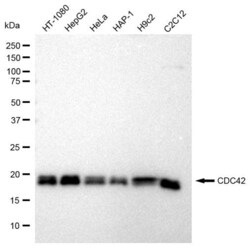Invitrogen Cdc42 Recombinant Rabbit Monoclonal Antibody (23GB740), Invitrogen