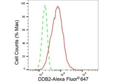 Invitrogen DDB2 Recombinant Rabbit Monoclonal Antibody (23GB2805), Invitrogen