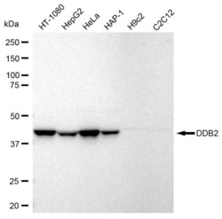 Invitrogen DDB2 Recombinant Rabbit Monoclonal Antibody (23GB2805), Invitrogen