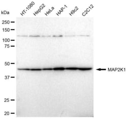Invitrogen MEK1 Recombinant Rabbit Monoclonal Antibody (23GB2475) 20 &mu;L | Buy Online | Invitrogen&trade; | Fisher Scientific
