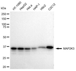 Invitrogen MEK3 Recombinant Rabbit Monoclonal Antibody (23GB2420), Invitrogen