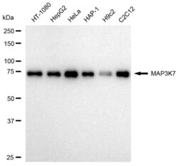 Invitrogen TAK1 Recombinant Rabbit Monoclonal Antibody (23GB2395), Invitrogen