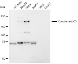 Invitrogen Complement C3 Recombinant Rabbit Monoclonal Antibody (23GB1285),