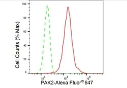 Invitrogen PAK2 Recombinant Rabbit Monoclonal Antibody (23GB2595), Invitrogen