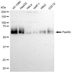 Invitrogen Paxillin Recombinant Rabbit Monoclonal Antibody (23GB2690),