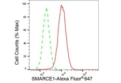 Invitrogen BAF57 Recombinant Rabbit Monoclonal Antibody (23GB2810) 20 &mu;L | Buy Online | Invitrogen&trade; | Fisher Scientific