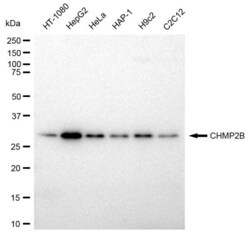 Invitrogen CHMP2B Recombinant Rabbit Monoclonal Antibody (23GB3070), Invitrogen