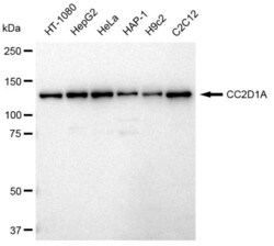 Invitrogen CC2D1A Recombinant Rabbit Monoclonal Antibody (23GB3045), Invitrogen