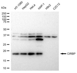 Invitrogen CIRBP Recombinant Rabbit Monoclonal Antibody (23GB7980), Invitrogen