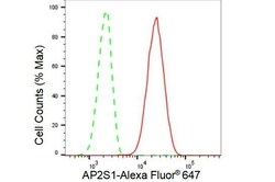 Invitrogen AP2S1 Recombinant Rabbit Monoclonal Antibody (23GB2980) 20 &mu;L | Buy Online | Invitrogen&trade; | Fisher Scientific