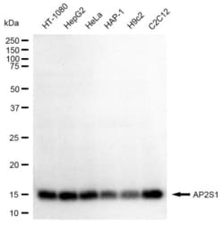 Invitrogen AP2S1 Recombinant Rabbit Monoclonal Antibody (23GB2980) 20 &mu;L | Buy Online | Invitrogen&trade; | Fisher Scientific