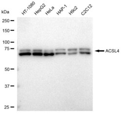 Invitrogen ACSL4 Recombinant Rabbit Monoclonal Antibody (23GB2960), Invitrogen
