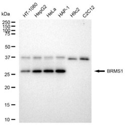 Invitrogen BRMS1 Recombinant Rabbit Monoclonal Antibody (23GB3015), Invitrogen