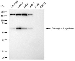 Invitrogen CoA Synthase Recombinant Rabbit Monoclonal Antibody (23GB3095),