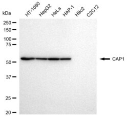 Invitrogen CAP1 Recombinant Rabbit Monoclonal Antibody (23GB3020), Invitrogen