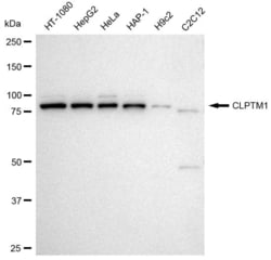 Invitrogen CLPTM1 Recombinant Rabbit Monoclonal Antibody (23GB3090), Invitrogen
